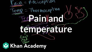 Pain and temperature  Integumentary system physiology  NCLEXRN  Khan Academy [upl. by Whipple]