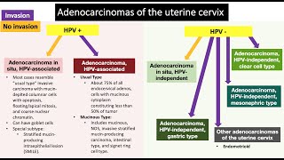 Endocervical Lesions [upl. by Aikrehs]