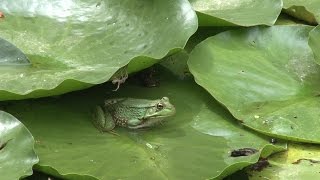 Park Minute 67 Luxury Lily Pond at Watkins Glen State Park [upl. by Linnette]