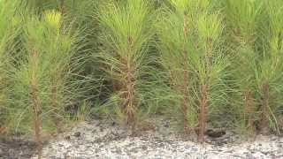 Southeast Georgia Farm Grows Seedlings For Forest Replanting [upl. by Airdni]