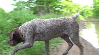 Drahthaar German Wirehaired Pointer [upl. by Yentuoc]