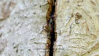 STILT LEGGED FLY Rainieria antennaepes ovipositing signalling [upl. by Alis]