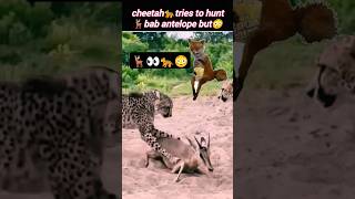 cheetah🐆vs antelope🦌  cheetah attacks Impala  cheetah vs deer  Wildshikaari007  shorts [upl. by Ephraim]