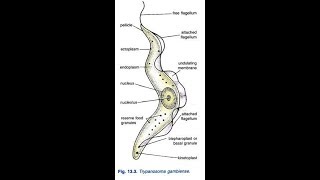 how to draw trypanosoma gambiense [upl. by Lorraine946]