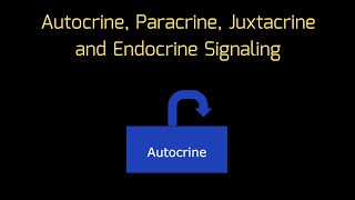 Cell Signaling in ONE MINUTE Autocrine Paracrine Juxtacrine and Endocrine Signaling  MCAT [upl. by Perle]