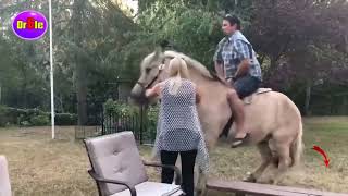 Chute de Cheval Essayer de ne pas rire 2020 Vidéo Drôle à Mourir de Rire Fail à Cheval [upl. by Kaltman23]