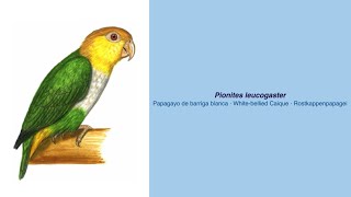 Video Encyclopedia of Parrot Species  270 Pionites leucogaster leucogaster [upl. by Nwahsyd717]