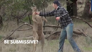 how to SURVIVE a KANGAROO ATTACK [upl. by Torrey]