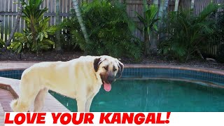 Socializing Your Kangal Dog Building a WellBalanced Pet [upl. by Nadda]