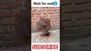 Sulphuric Acid ki Potassium permanganate se reaction 🔥🔥experiment science nationarmy [upl. by Lerak]