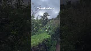 Stay at Tamarillo Ooty ooty budgetstay [upl. by Midge383]