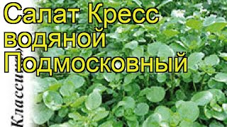 Салат кресс водяной Подмосковный Краткий обзор описание характеристик lepidium sativum [upl. by Jobina508]