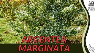 Exploring ILEX AQUIFOLIUM ARGENTEA MARGINATA in 2 Minutes  Ornamental Beauty for Your Landscape [upl. by Conan]