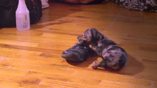 Miniature Dachshund Puppies Playing [upl. by Michaud228]