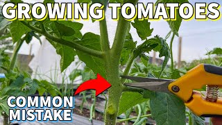 Dont Make This CRITICAL Mistake Growing Tomatoes [upl. by Isyak195]