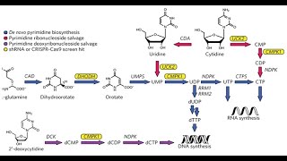 Discussion on the Salvage Pathway for Pyrimidine Nucleotides [upl. by Anilatac]