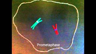 Mitosis claymation with prometaphase [upl. by Atilamrac]