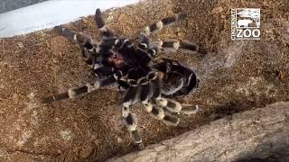 Redkneed Tarantula Molting  Cincinnati Zoo [upl. by Gwendolen]