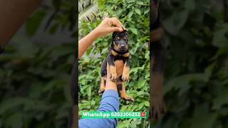 Doberman puppies available  Doberman puppies for sale doberman kerala  doberman  Doberman sale [upl. by Herates]