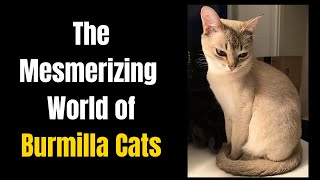 The Mesmerizing World of Burmilla Cats [upl. by Ahtiekahs]