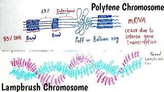 Giant Chromosomes  Polytene Chromosomes and Lampbrush Chromosomes  Giant Chromosome Hindi amp Eng [upl. by Joselow286]