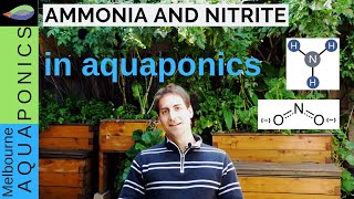 How to manage ammonia and nitrite  aquaponics water [upl. by Adnowal]