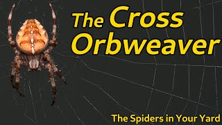 The Cross Orb Weaver  The Spiders in Your Yard [upl. by Nathanson]