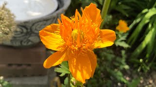 Golden orange bloomsflowers Trollius Gloden Queen [upl. by Eloci7]