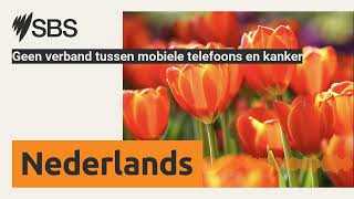 Geen verband tussen mobiele telefoons en kanker  SBS Dutch  SBS Nederlands [upl. by Eiboh]