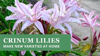 Crinum Lilies  How To Make New Varieties at Home stepbystep [upl. by Kurys819]