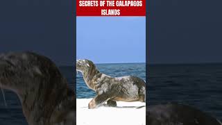 UNVEILING THE GALAPAGOS ISLANDS SHOCKING SECRETS YOU NEVER KNEW [upl. by Aniez]