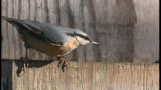 Sittelle torchepot  Nuthatch  Kleiber  Sitta europaea [upl. by Thirzia576]