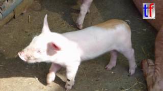 Sweet Piglets in Pigsty  Ferkel Paulinenhof Winnenden Germany 01082016 [upl. by Eelatsyrc]