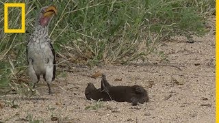 ¿Está esta mangosta haciéndose la muerta o jugando  National Geographic en Español [upl. by Etterb]