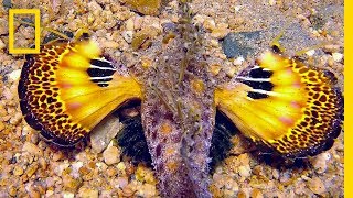 See Why This Vibrant Fish Is Excellent at HideandSeek  National Geographic [upl. by Anil]