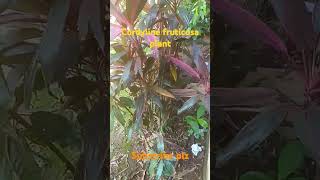 Cordyline fruticosaornamental plant subscribe for more videos school students [upl. by Uaerraj893]