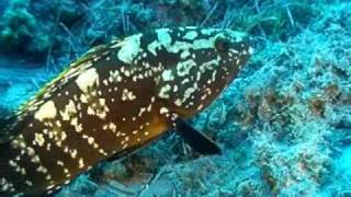 Buceo en Cabo de Gata Isleta del Moro Piedra de Los Meros [upl. by Dnob327]