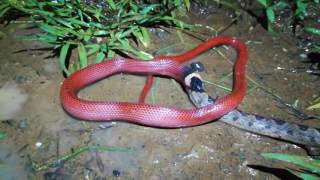 Mussurana Clelia clelia feeding on a larger prey Leptodeira ornata [upl. by Suhploda]