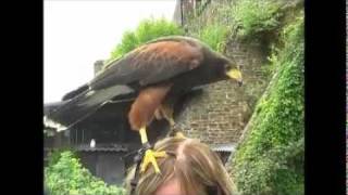 Roofvogelshow op de Burcht van Cochem  Duitsland september 2011 [upl. by Eelsha872]