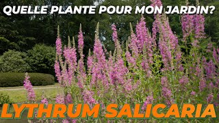 LE LYTHRUM SALICARIA  Quelle Plante Pour Mon Jardin [upl. by Dilisio65]