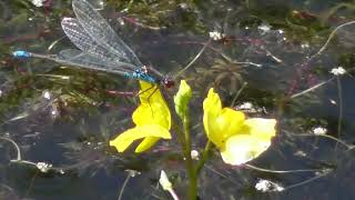 Utricularia minor lesser bladderwort is a small perennial carnivorous plant genus Utricularia [upl. by Newby618]