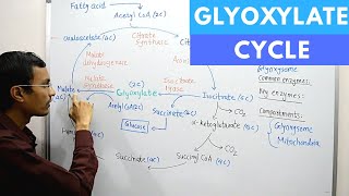 Glyoxylate Cycle [upl. by Leinahtan]