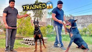 KERALA Waala European Doberman Trained Nikla 😰 [upl. by Hanford473]