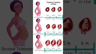 Pregnancy Trimesters in Weeks 😍🥰 embryo fetus share [upl. by Alis]