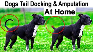 how to dogs Tail docking and amputation at home  cut dog tail 12 days  tail docking cost [upl. by Ainimre]