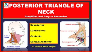 Posterior triangle of the neck  Posterior triangle neck  Posterior triangle of neck  contents [upl. by Pickens]