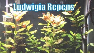 Ludwigia Repens  Beginner Plant [upl. by Ecraep]