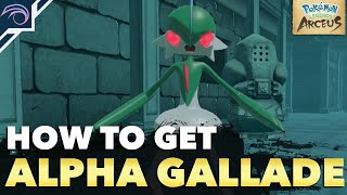 HOW TO GET LEVEL 70 ALPHA GALLADE in Pokemon Legends Arceus [upl. by Ttekcirc]