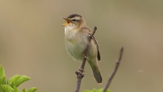 Sedge Warbler Singing [upl. by Ecenaj]