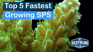 Top 5 Fastest Growing SPS Corals [upl. by Jean394]